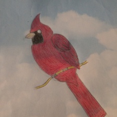 I drew this Cardinal for Mom