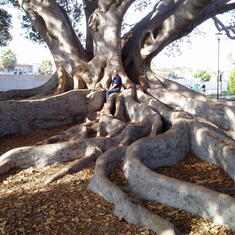 2003-10-17 Santa Barbara Fig Tree Catalin