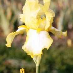 Yellow Iris 1986