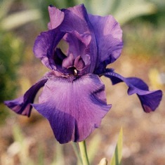Purple Iris 1986