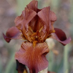 Bronze Iris, 1986