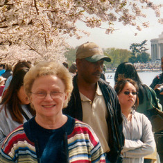 Cherry blossoms in D.C., 2003