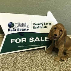 Catherine is still selling real Estate through her fur babies. This is Quiley he is almost 5 months old and likes to hang out in our office. Keeping your memory alive everyday.