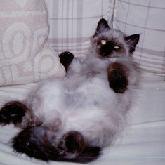 Bally (Balanese) Cat
