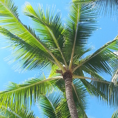 Palms Hawaii
