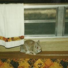 Our pet peter Rabbit in our old camper, you loved him!