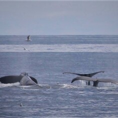 Whale watching in Seward, Alaska