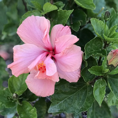 This is the hibiscus  you planted the day before you flew home and was poisoned by Kris Santerre 