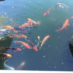 From Kathy:  Koi fish at Japanese Garden, Boulder Falls Inn, Lebanon, OR