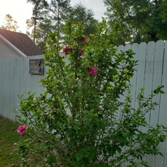 Charlie here is one of the Rose of Sharon bushes I planted in your memory! I love you so much!Cheryl