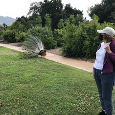 This was taken the last time I saw Charlotte, in May 2020, at the LA Arboretum.