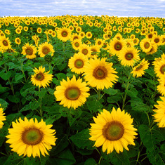 SunflowersPD