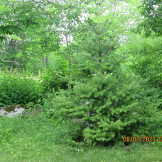 Photo of the Abies Koreana tree planted in 2015, photo by Lori & Dave 06/07/2023