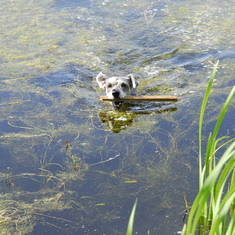 Dante loved to swim! (Claude taught him how)