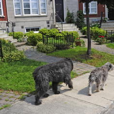 Pearl (left) and Dante (right) on our daily walk for 7 years with Louis our neighbour