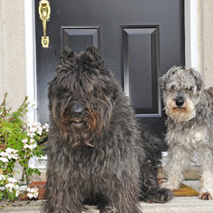 Pearl (left) and Dante (right) after our daily walk for 7 years with Louis our neighbour