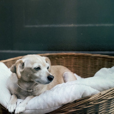 Claude's dog Thumper (saved from being put down at the CSPCA)