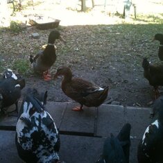 Ducks at Clive's home, regular family members