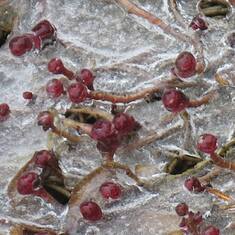 My little flowers frozen in time