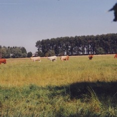 'Cows on the other side, summer is near' by Arnold and Mariette