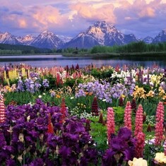 beautiful-flowers-hd-wallpapers-beautiful-flowers-mountain-610x457