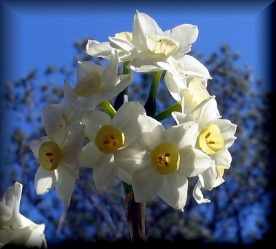 Cornelius Lamar Jackson