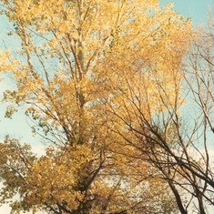Aspen leaves dance with the wind as Con danced within life