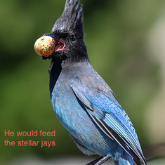 Dad used to make bird calls to the Stellar Jays, tap nuts together, and they would come to him