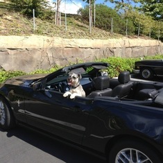 Chico hanging out in Craig's shiny new convertible