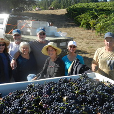 Picking Pinot with the Winers