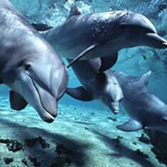 dolphins-bottlenose