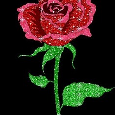 red_rose_source_if2