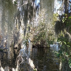 Blue Cypress River in FL  Dan would have loved this beautiful strange place.  We kayaked it.  I wish he had been with us.