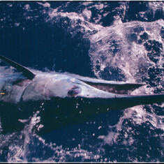 Dan's big catch in Hawaii -- 425 lb. Blue Marlin