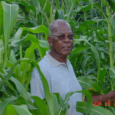 Tema - corn garden