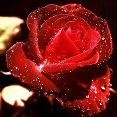a rose for my true red x