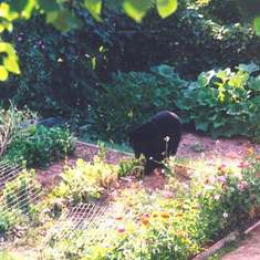 Bear in Dave's Garden.