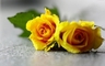 Sweet-couple-of-yellow-rose