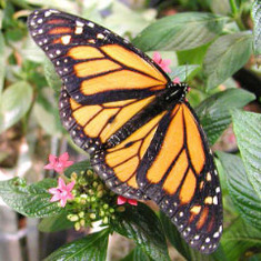 butterfly_1Photo courtesy PDPhoto.org
