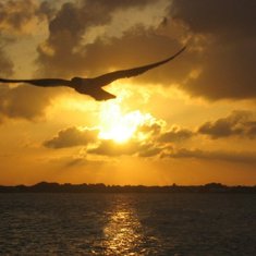 SEAGULL, SUNSET  LAGUNA MADRE , Corpus Christi, Tx.   ((Photography by Ann Williams)    David used to love to go with me on my 'photography excursions'