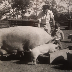 Dad and Davey feeding the pigs at Center Island.