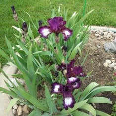 flowers iris