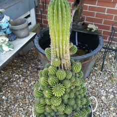 25 year old cactus. Just imagine this was born the year you died