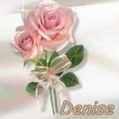 Pink rose Denise