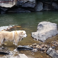 Aww, Buddy loves the water.