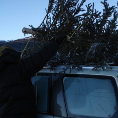 Getting the Christmas tree with Amy.
