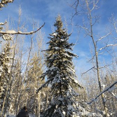 Boreal chickadees surrounded us in the silent golden light while we searched for a tree.