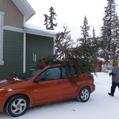 Getting a Christmas tree