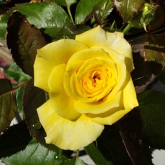 A rose in Babaji Ammaji's memory...