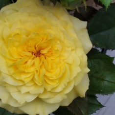 Babaji must have blessed this first rose growing in our garden...
It is beautiful and so fragrant!